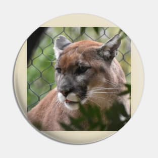 Mountain Lion Pin