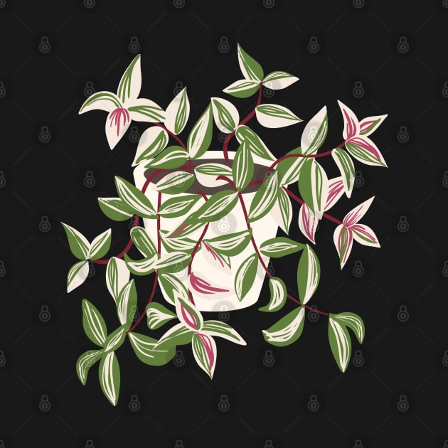 Tradescantia Tricolor Variegated Plant by gronly