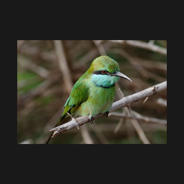 Asian Green Bee-Eater Bird by MinnieWilks