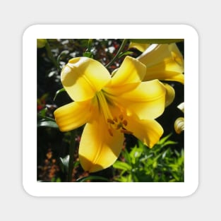 Sunlight filtering through Yellow Day Lilly Flower Magnet