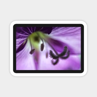 Great Willowherb Wild Flower macro Magnet