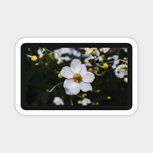 Japanese Anemone Magnet