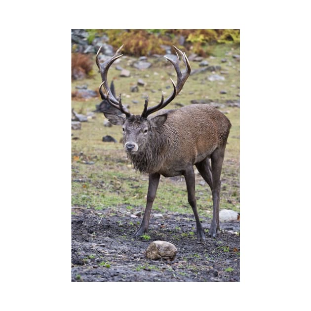 Red Deer Buck by jaydee1400