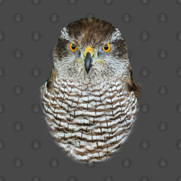 Goshawk by dalyndigaital2@gmail.com