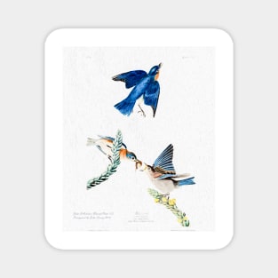 John Audubon Reimagined - Bluebirds Magnet