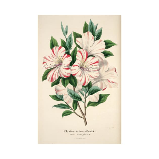 Azalea indica bealii by Charles Antonine Lemaire by Amanda1775