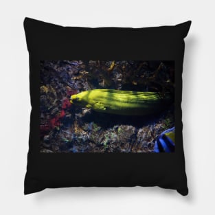 Yellow Moray eel Pillow