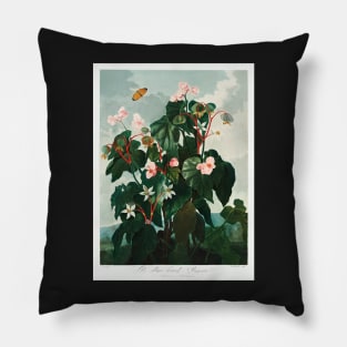 The Oblique–Leaved Begonia Pillow