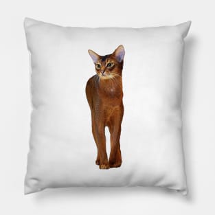 Abyssinian Cat Kitten Pillow