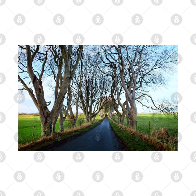 The Dark Hedges, Northern Ireland by Ludwig Wagner