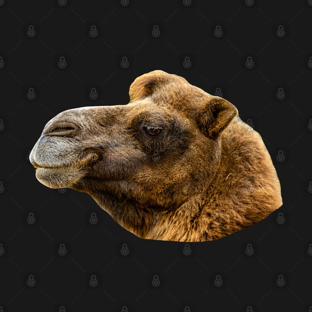 Majestic head of an adult Bactrian Camel by dalyndigaital2@gmail.com