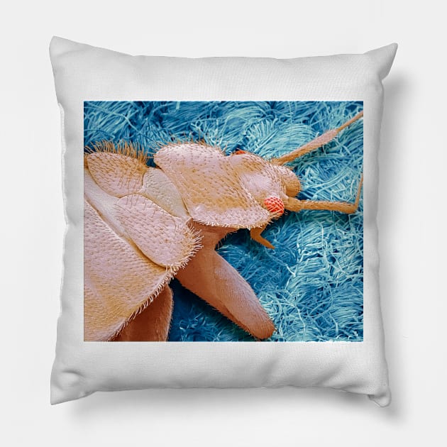 Bedbug, SEM (C013/2292) Pillow by SciencePhoto