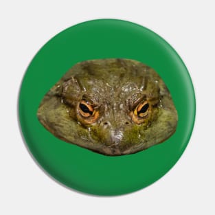 Eyes of a Cane Toad Pin