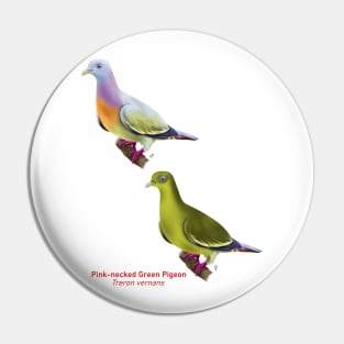 Pink-necked Green Pigeon | Treron vernans ⚥ Pin