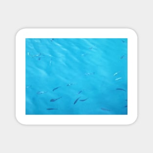 Fish in the Blue Sea Water Photo Magnet