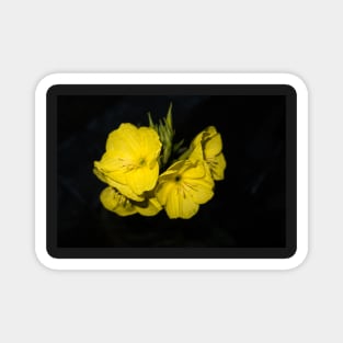 Yellow evening primrose (Oenothera) on a black background. Selective focus. Magnet