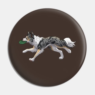 Running Tricolor Slate Blue Merle Border Collie with Frisbee Pin