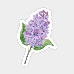 Purple Lilac Flower Watercolour Painting Magnet