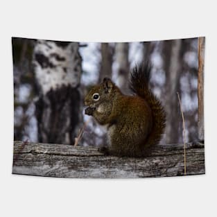 Red Squirrel Snacking. Tapestry