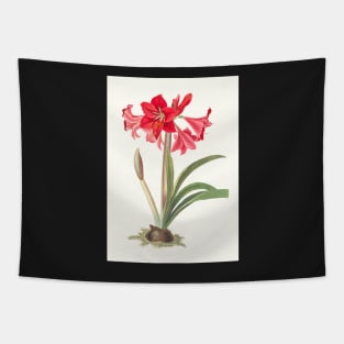 Hardy Amaryllis - botanical illustration Tapestry