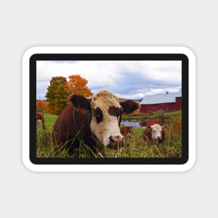 Cow chilling out at Jenne Farm Reading VT Vermont Magnet