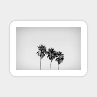 Low Angle View Of Three Palm Trees Magnet