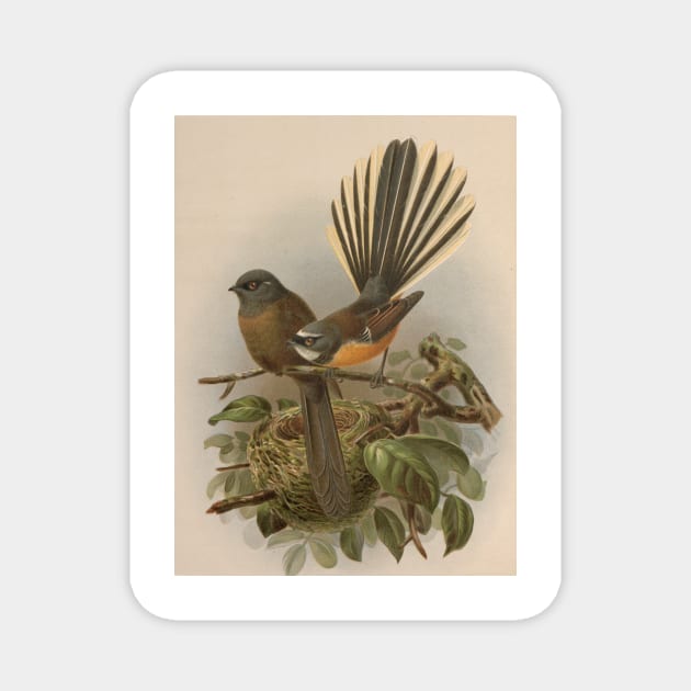 Black Fantail, by Johannes Keulemans Magnet by honeythief