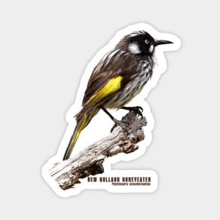 New Holland Honeyeater_02c Magnet