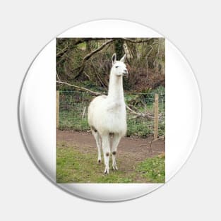 White Llama Pin