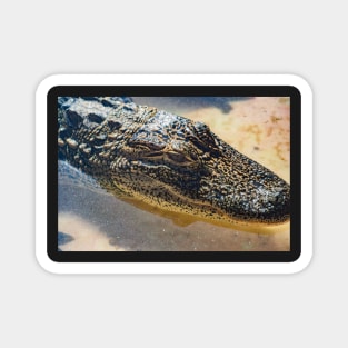 This is a Alligator Magnet