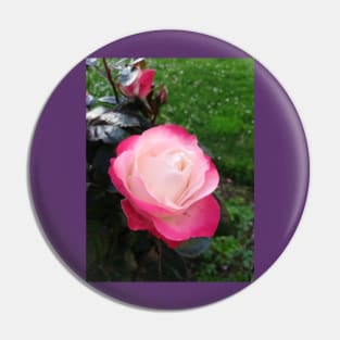 Red and white rose photo Pin