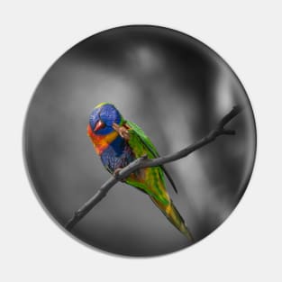 Rainbow Lorikeet_5167A Pin