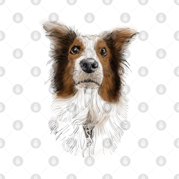 Australian Shepard, Aussie by russodesign