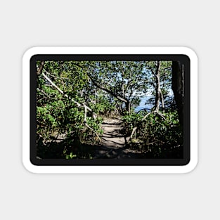 Mangroves on Water Magnet