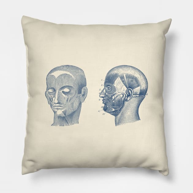 Human Skull Muscular Diagram - Dual View Pillow by Vintage Anatomy Prints