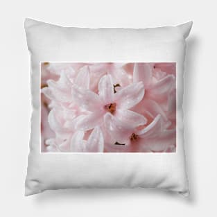 Hyacinthus orientalis  &#39;China Pink&#39;  Hyacinth Pillow