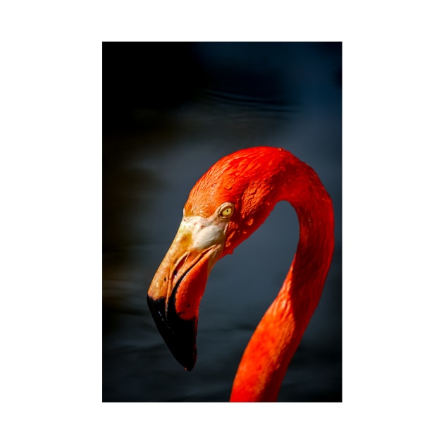 Flamingo by cbernstein