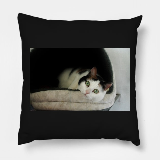 Left on the Shelf Pillow by Ladymoose