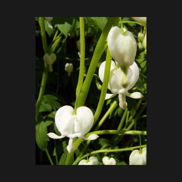 white bleeding heart macro by DlmtleArt