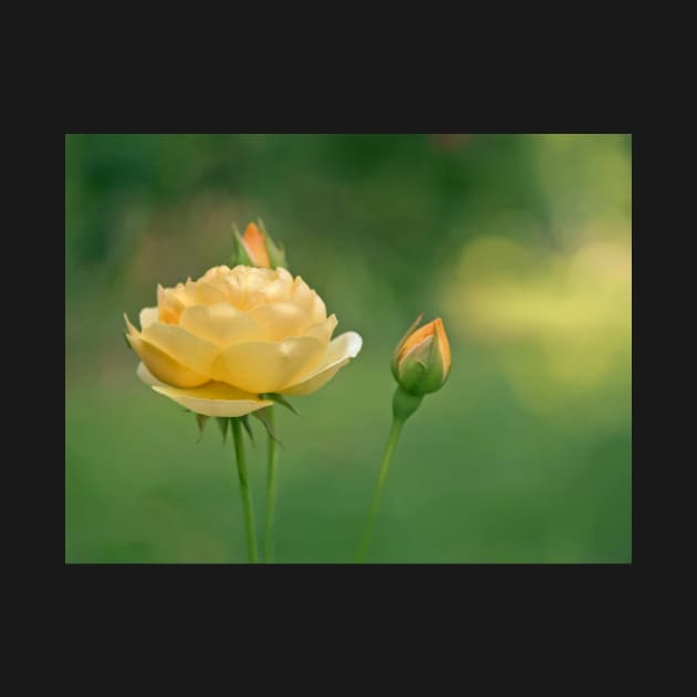 Mellow Yellow Rose by EileenMcVey