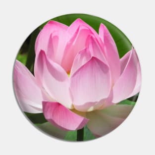 Pink Lotus Pin