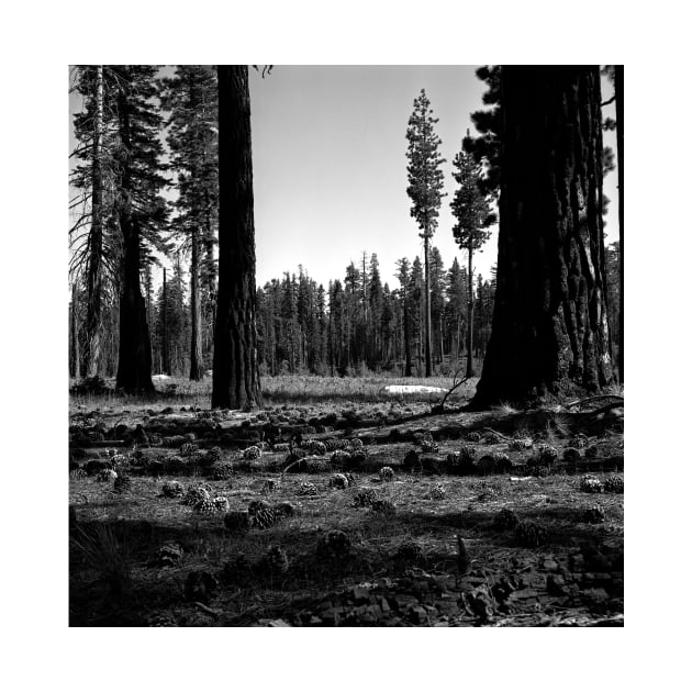 Near Hetch-Hetchy in Yosemite N.P. by rodneyj46