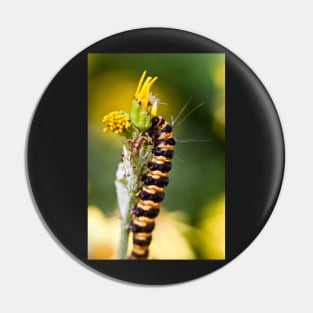 Orange and black striped caterpillar (Cinnabar moth) Pin