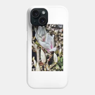 Majestic Magnolia in bloom Phone Case