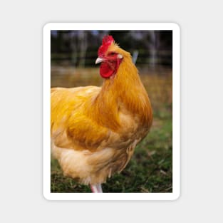 Photo of Proud Colorful Rooster Magnet