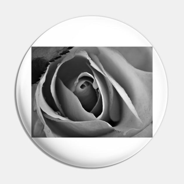 A rose in black and white Pin by TiiaVissak