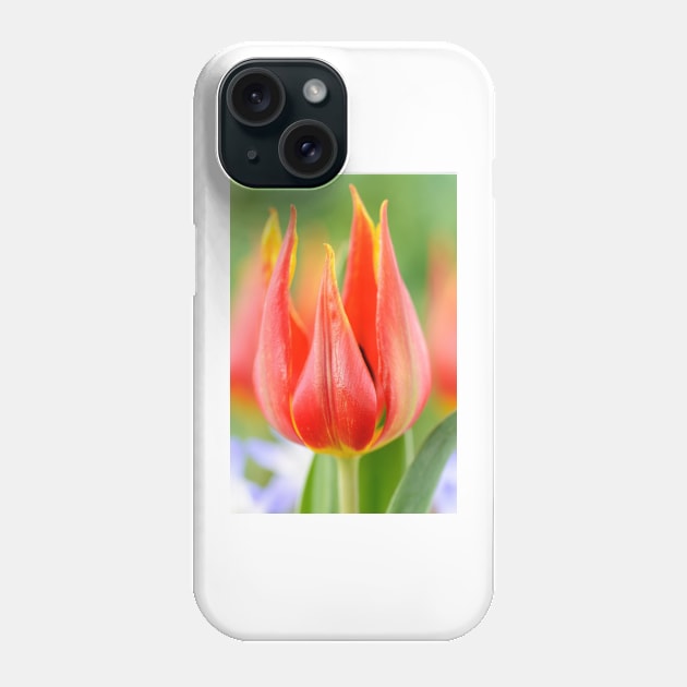 Tulipa schrenkii  Miscellaneous tulip Phone Case by chrisburrows