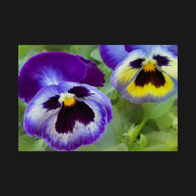 Blue Pansies by mariola5