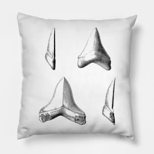 Shark Teeth | Great White Megalodon Fossils Pillow