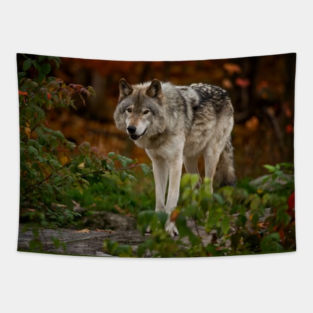 Gray Wolf Tapestry by jaydee1400